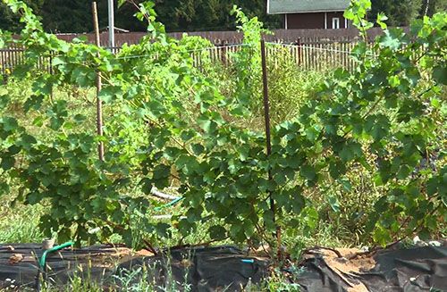 Особливості вирощування винограду в Підмосков'ї