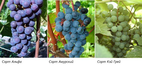 Кращі сорти винограду для Підмосков'я