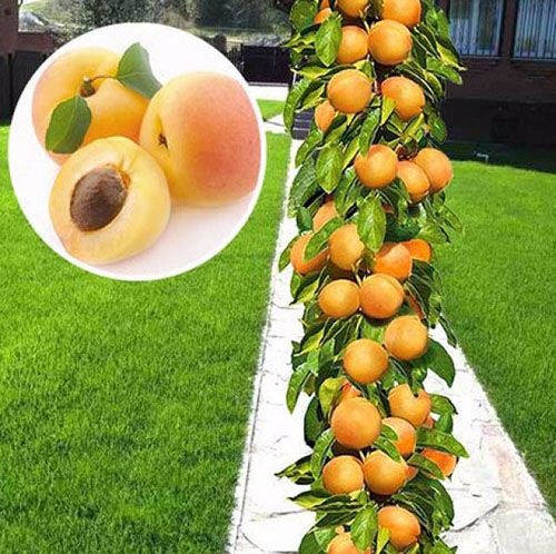 абрикос колоновидний