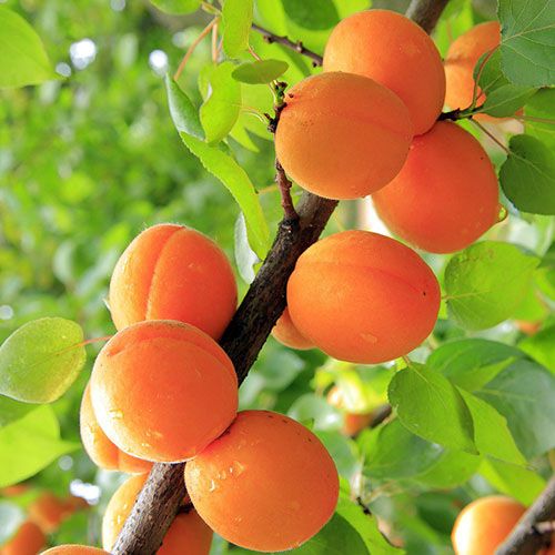 урожай абрикоса Колоновидні