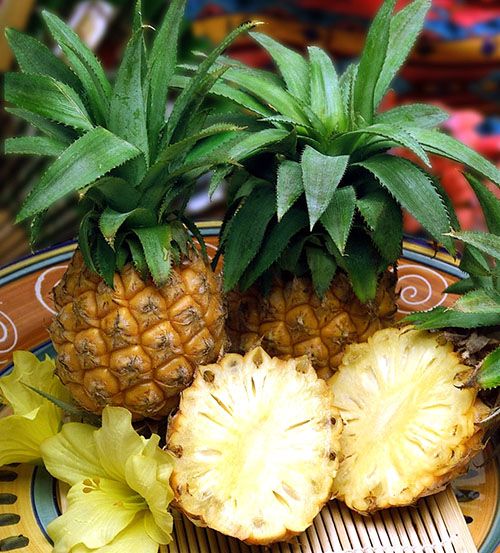 Мініатюрні плоди кімнатного ананаса