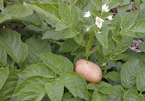 Цвітіння картоплі не впливає на врожай