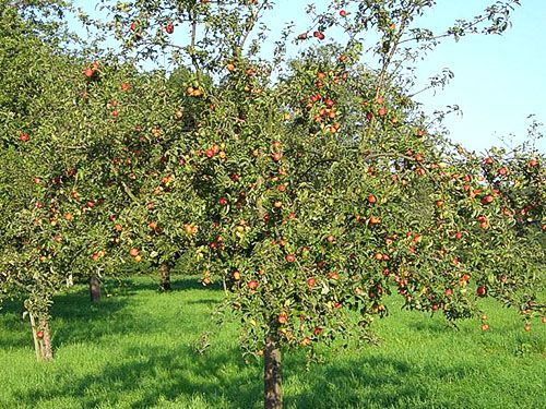 Плодоносний яблуневий сад