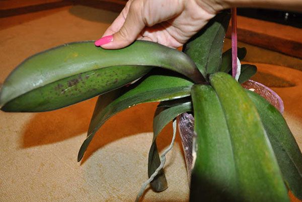 Мляві листя у орхідеї можуть бути при недостатньому або надмірному поливі