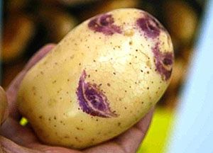 Картопля Синьоока