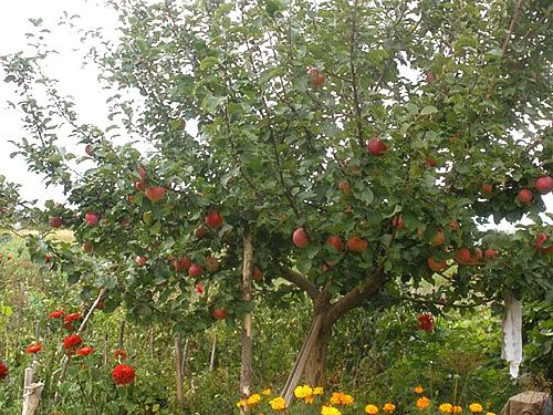 Яблуня на садовій ділянці