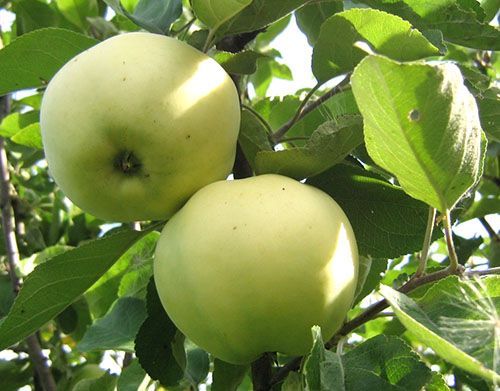 Плоди яблуні Папировка