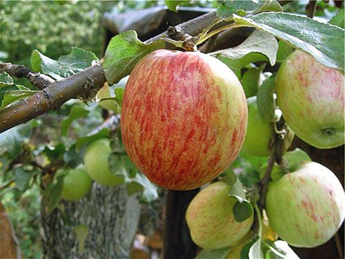 Яблуня Літній смугасте