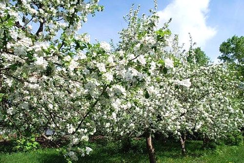 Цвіте яблуневий сад
