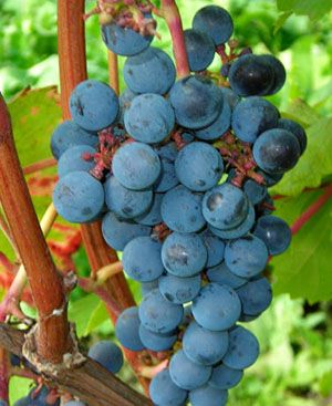 Виноград може бути вражений шкідниками