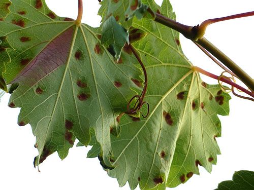 Пошкоджені листя винограду