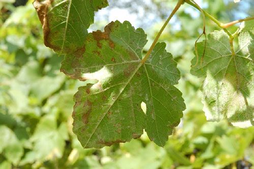 Стан листя після зараження виноградним зуднем