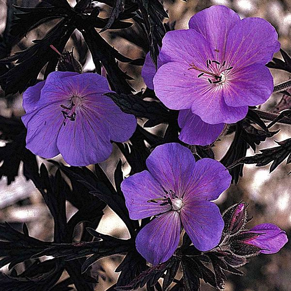 Багаторічна садова герань сорти Purple Haze