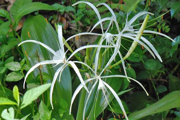 Незвичайної форми квітка гіменокаліса притягує погляд