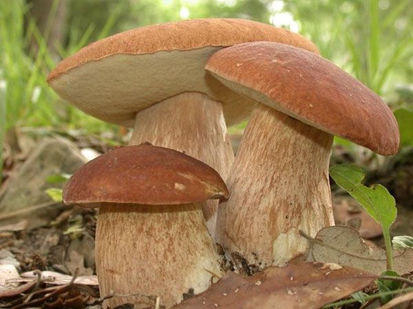гриби в лісі