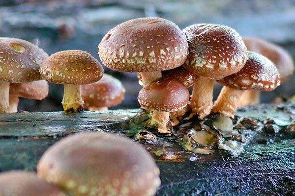 китайські гриби шиітаке