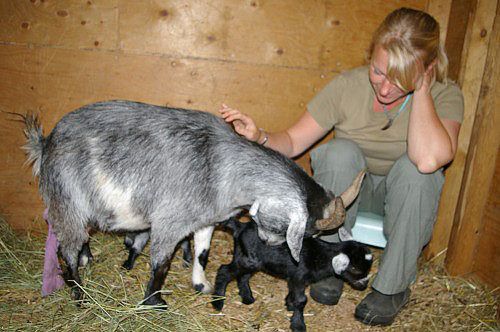 коза облизує новонародженого козеня