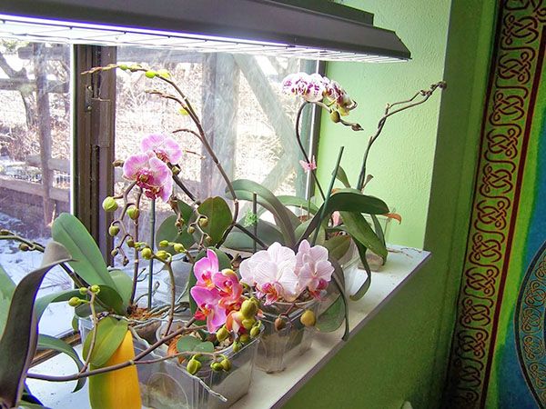 При правильному догляді орхідея періодично цвіте