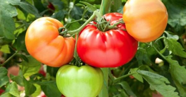 Особливості вирощування помідорів