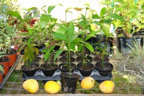 як виростити манго