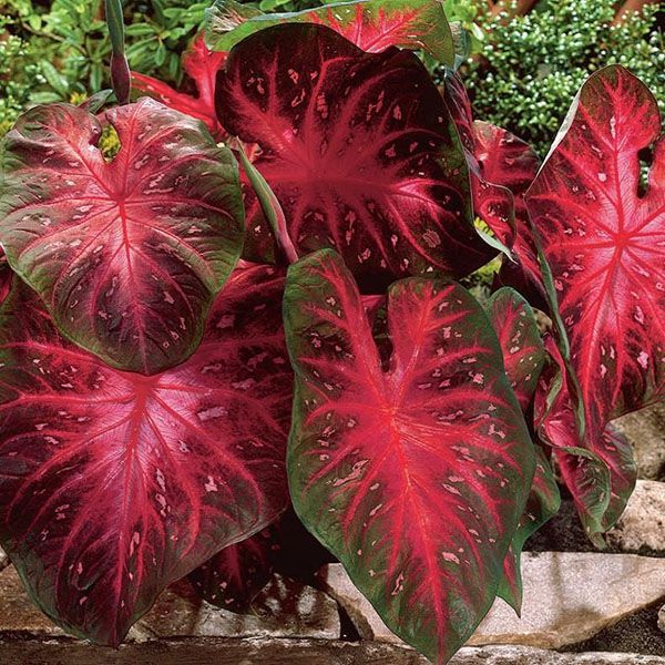 листя бордового відтінку біколорів