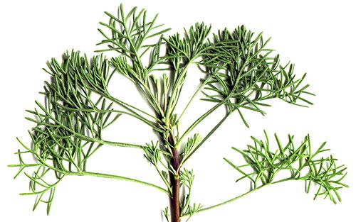 Зелень укропного дерева використовують в кулінарних і лікувальних цілях