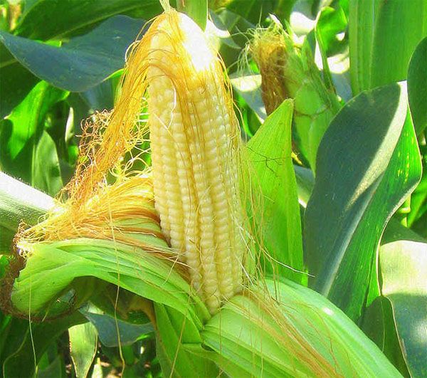 кукурудза і кукурудзяні рильця