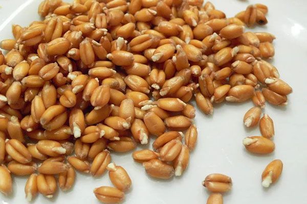 пророщені зерна пшениці