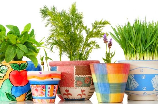 овочі в горщиках