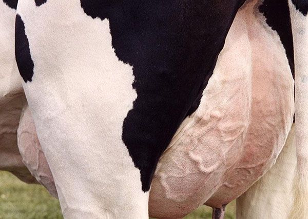Молоко хворої корови пити не можна