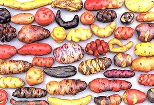 Багатовікова історія картоплі