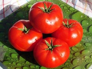 Кращі сорти низькорослих помідор з фото і описом