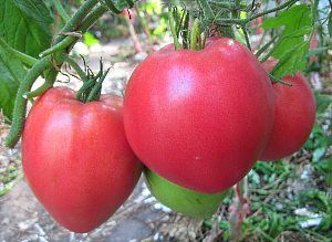 Сорт томатів Важкоатлет Сибіру - низькорослий
