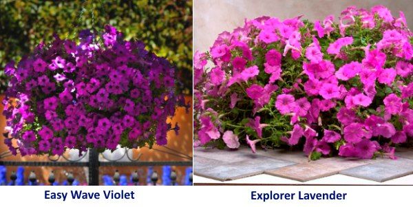 Петунія Easy Wave Violet і Explorer Lavender