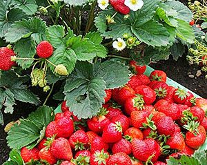 Стиглі ягоди ремонтантної полуниці