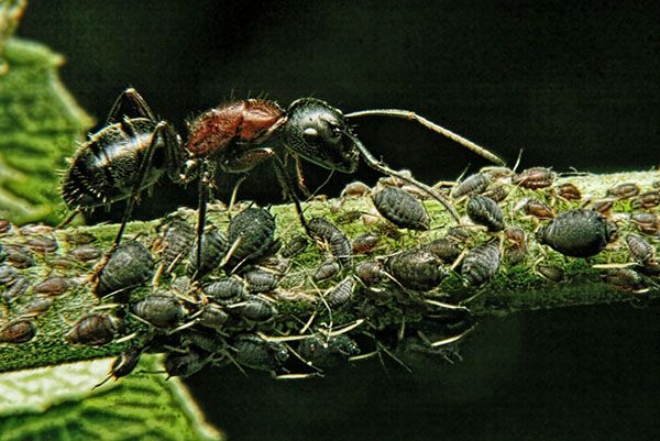розповсюджувач попелиці мураха