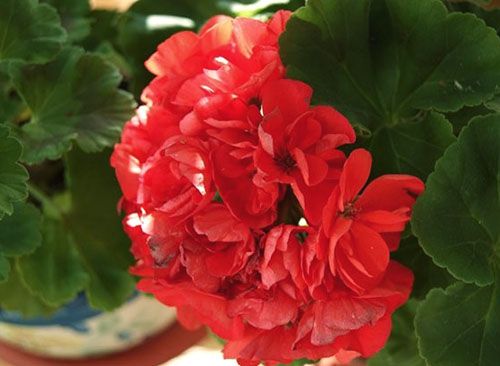 У пеларгонії Ainsdale Duke махрові червоні квіти