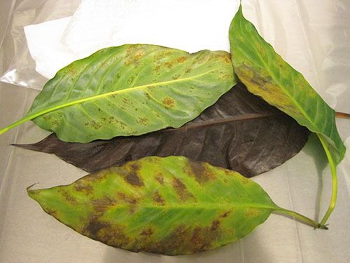 На листках рослини виявлені шкідники