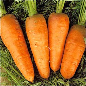 Урожай моркви на Уралі