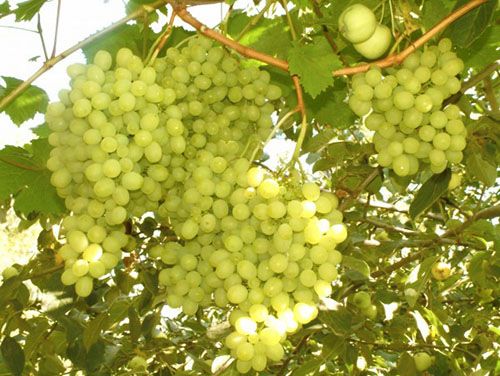 Дозрів виноград на Уралі