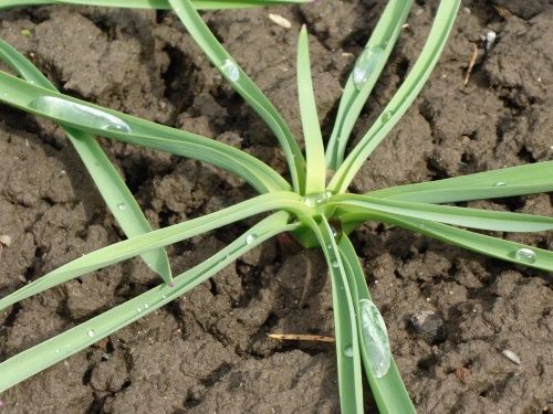 молодий алліум