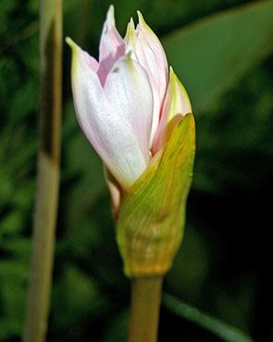 Розпускається бутон амариліса