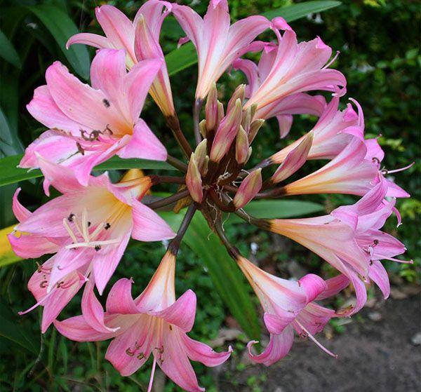 пишне цвітіння