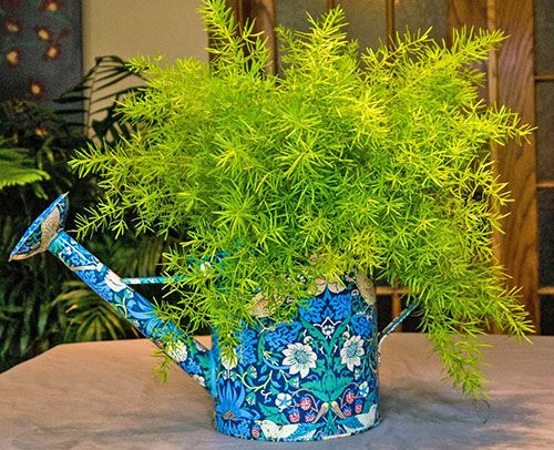 Листя аспарагуса починають жовтіти