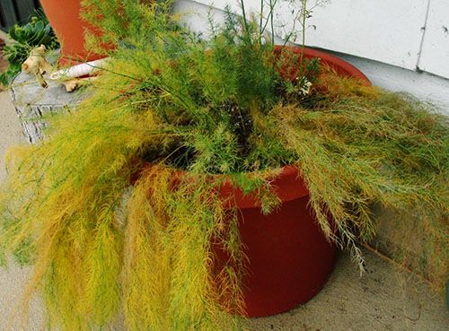 Аспарагус терміново потрібна допомога