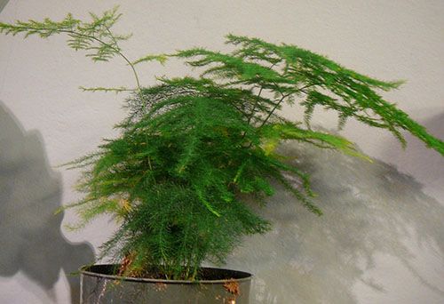 Відновивши правильний полив, збережемо улюблена рослина