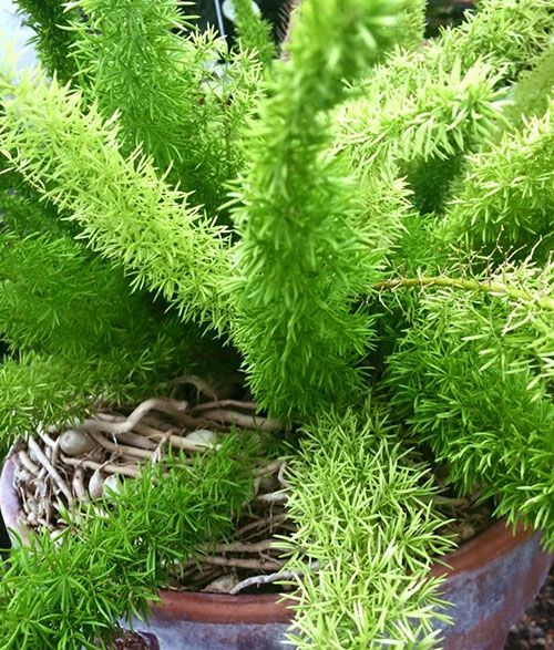 Своєчасна пересадка і видалення хворих коренів допоможуть врятувати рослина