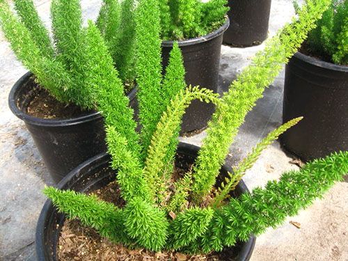 Поселення щитівок на стеблах аспарагуса заподіють шкоди рослині