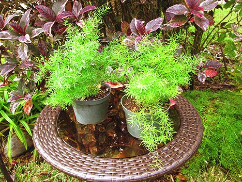 Обробивши заражене рослина фітовермом, можна врятувати аспарагус