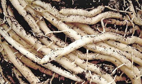 З коренів аспарагуса готують лікарські засоби